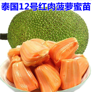 泰国12号红肉菠萝蜜 泰国8号嫁接苗木菠萝盆栽果树比榴莲苗好种
