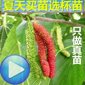台湾四季超级长果桑苗 盆栽果树当年挂果桑树苗 桑叶桑葚苗嫁接苗