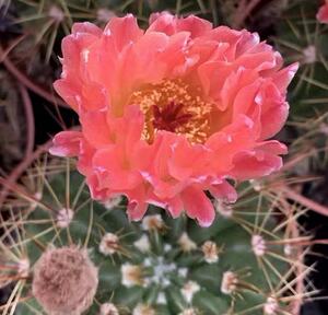 多肉仙人球红花青王客厅庭院茶几阳台净化空气吸甲醛趣味盆栽