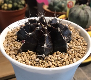 多肉仙人球黑牡丹大花办公室客厅净化空气室内趣味绿植盆栽