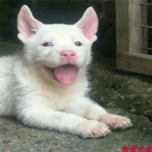 贵州土猎犬