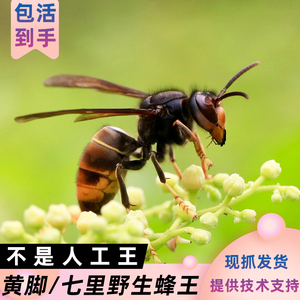 【马活种】马活种品牌,价格 - 阿里巴巴