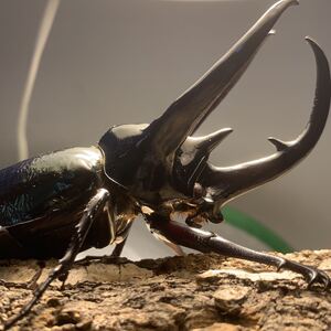 南洋大兜虫独角仙高卡萨斯大兜虫(锹形虫,兜虫,甲虫自然教育)