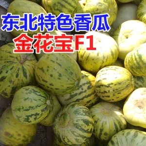 绿壤甜瓜种子 红星特大金花宝超甜绿肉四季脆瓜早熟高产 东北香瓜