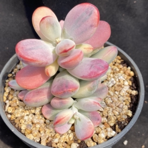 biuxinxin一物一拍多肉植物乒乓福娘锦无砍