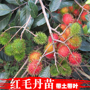 红毛丹水果树苗 嫁接毛龙眼苗毛荔枝苗可盆栽地栽庭院种植