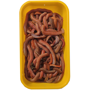 沙蚕活饵包邮沙蚕干海蜈蚣活饵海蚯蚓海钓万能鱼饵海钓饵海鱼饵料