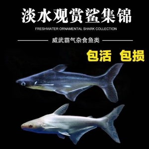 淡水鲨鱼活体虎鲨观赏鱼大型虎头鲨蓝鲨白化鲨鱼龙鱼配鱼
