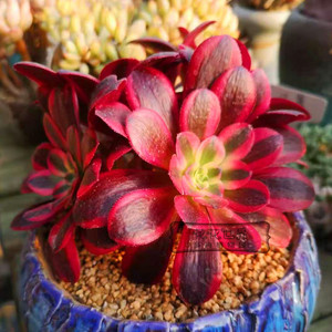 花花世界多肉 美杜莎法师法师锦 精品群生多头老桩 大棚实拍