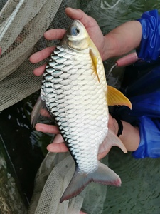 大鳞四须鲃 云南特有 柠檬鲫 原生鱼 冷水鱼 观赏鱼 稀有