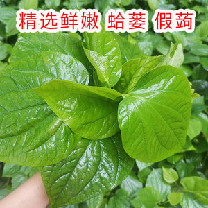 马蹄叶新鲜包邮