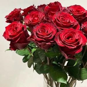 传奇玫瑰红丝绒质感轻奢高级红玫瑰鲜花花束斗南花市鲜花基地直发