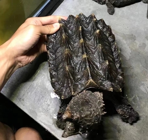 大鳄龟苗精养原色真大鳄gold纯钓鱼龟宠物观赏乌龟