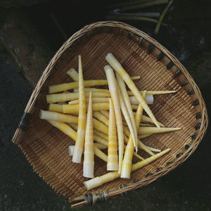 四川野生竹笋新鲜嫩笋尖现挖笋春笋罗汉笋方竹笋火锅笋小笋子商用