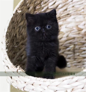 异国短毛猫加菲猫活体幼猫纯黑色纯白宠物猫活体小猫咪红虎斑加菲