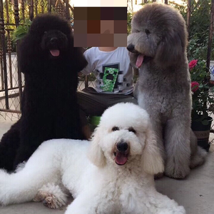 巨贵幼犬纯种巨型贵宾犬大泰迪幼犬白黑色红棕色花色香槟色宠物狗
