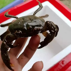 蘑菇街内淘宝小型好养水族鱼缸观赏螃蟹活体爬宠相手蟹小螃蟹鲜活