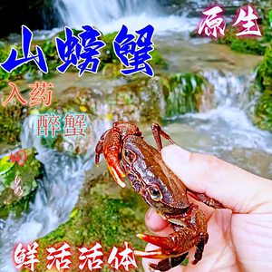 鲜活野生山螃蟹 龙溪蟹接骨补钙药食两用新鲜活的淡水观赏宠物