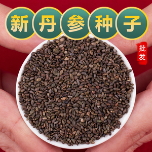 丹参种子特级中药材红丹参血参种籽春季四季新鲜丹参苗种植幼苗子