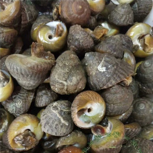 东海本地特产当天海捕鲜活马蹄螺香波螺偏腚螺野生小海螺贝类500g