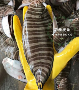 东海野生海捕新鲜花鳎鱼花色龙利鱼花踏板鱼花平鱼条纹踏板鱼500g