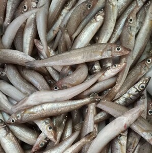 浙江东海现捕新鲜沙丁鱼(白)沙尖鱼 新鲜海鱼烧烤食材500g