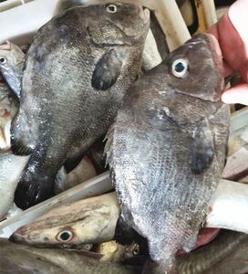 捕包公鱼生猛海鱼海捕黑包公鱼鲷鱼新鲜海鱼海钓刺身鱼500g8人付款45