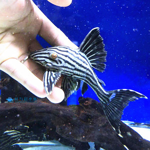 叶与晨水族 野生l190哥伦比亚白金皇冠豹 异型活体观赏鱼除藻高手