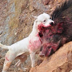 纯种杜高犬阿根廷杜高狩猎幼犬猎犬打野猪猎犬大型杜高犬活体包邮