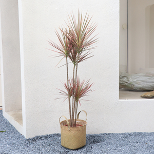 植然空间丨五彩千年木龙血树室内耐阴好养彩叶植物盆栽北欧风植物