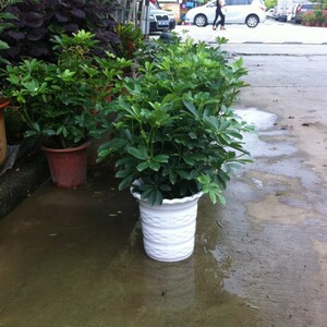 鸭脚木盆栽 净化空气 绿植热卖植物 花卉 庭院 秒杀包邮抢购