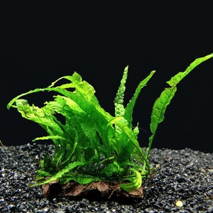 铁皇冠水草