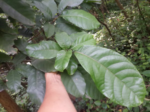 包粽叶新鲜凤眼果叶苹婆叶七姐果频婆果叶500g包粽用更胜冬叶