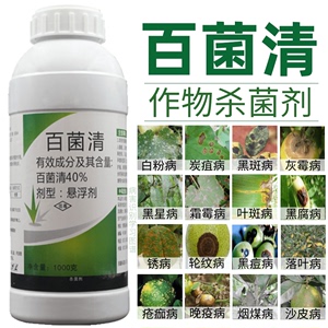 40%百菌清果树蔬菜花卉杀菌剂锈病炭疽病白粉病叶斑病霜霉病农药