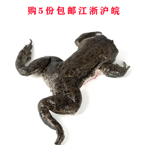 801人付款淘宝蝌蚪活体童宠物青蛙小蝌蚪幼儿园苗牛蛙包活水族观赏买