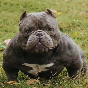 犬活体幼崽美国恶霸巨型斗牛幼犬斗狗犬双血统家养赛级犬21人付款120