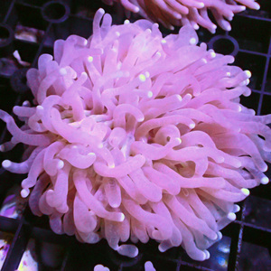 长须飞盘珊瑚 活体鱼缸软体lps 海水缸活体 火柴头飞盘石芝珊瑚