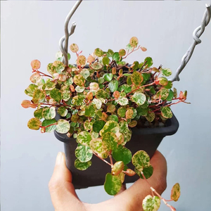 暖暖半岛 花叶千叶兰霓虹 室内绿植耐阴耐寒组盆素材观叶盆栽