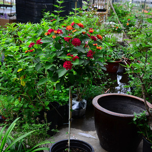 苔米的花园五色梅棒棒糖五彩花四季盆栽开花植物老桩多年生驱蚊