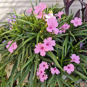 苔米的花园  多年生耐热开花植物翠芦莉花苗盆栽花园花镜背景花材
