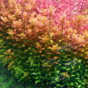 南美小圆叶紫红小圆叶荷兰景水草中后景水草自养水下叶ada 水中叶