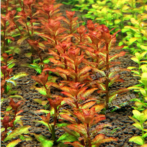 红唇丁香水草