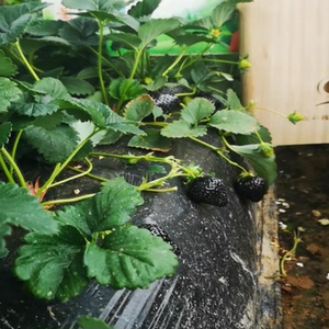 黑草莓苗巴克