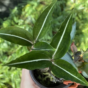 齿唇兰 一线兰 艳丽齿唇兰雨林缸造景素材植物五颗发货