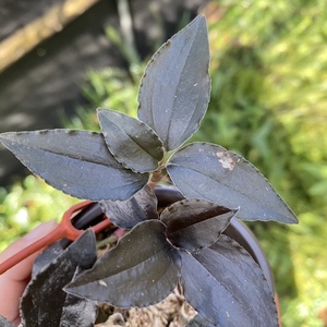 华西齿唇兰 齿唇兰 水陆缸雨林缸造景素材植物一盆五颗