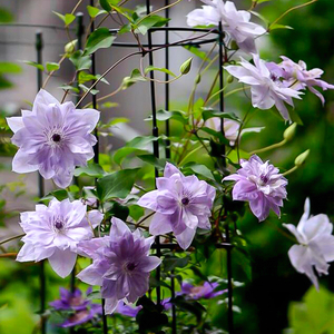 罗曼的花园 倒影铁线莲盆栽f系新世界系列佛罗里达组爬藤花卉二类