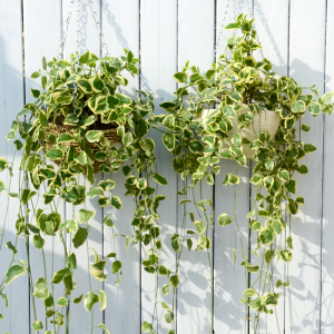 花叶蔓长春花吊兰盆栽垂吊耐寒绿植吸收甲醛净化空气四季常青植物