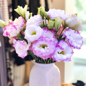 洋桔梗鲜花盆栽重瓣花苗带花苞客厅阳台庭院花卉四季开花观花植物