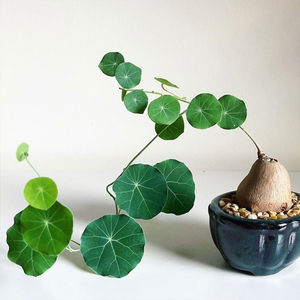 山乌龟金不换植物