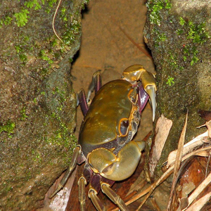 食用水产清澈小溪流山蟹石蟹溪流蟹淡水土螃蟹河蟹溪蟹宠物蟹鲜活